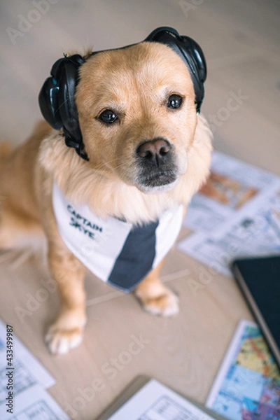 Obraz Pilot dog with headset