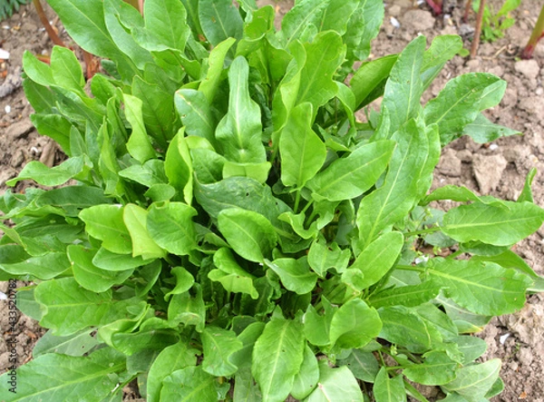 Fototapeta In the open ground in the garden grows sorrel.