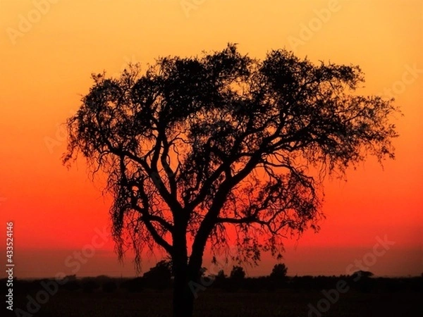 Obraz Árbol en el atardecer