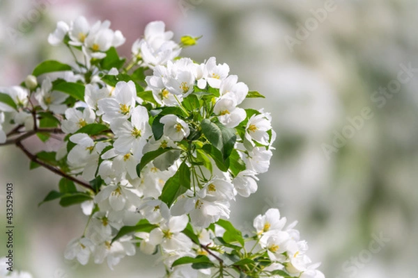Fototapeta White blossoming apple trees. White apple tree flowers