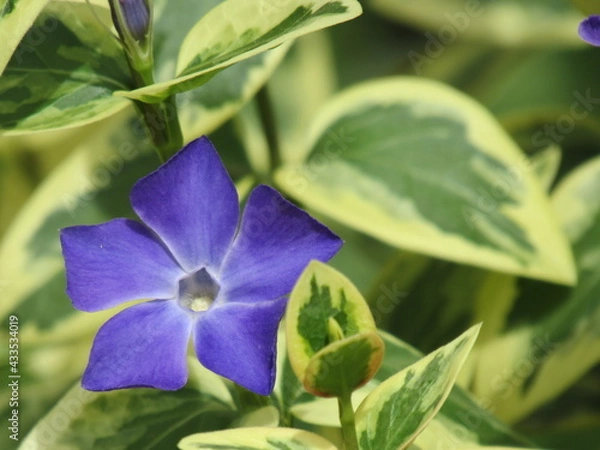 Obraz purple iris flower