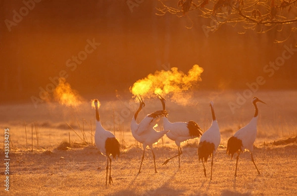 Obraz 吐息が光るタンチョウの鳴き合い（北海道・鶴居村）
