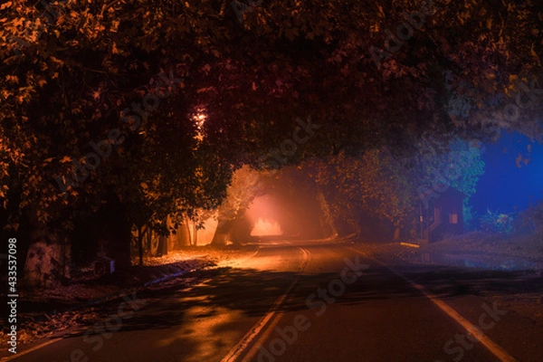 Obraz Arboleda Nocturna Bicolor