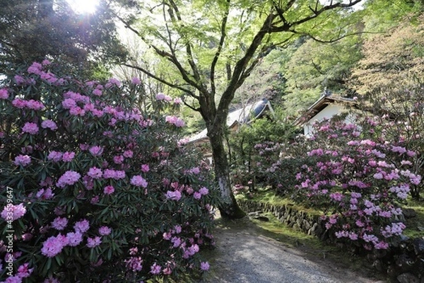 Obraz 室生寺とシャクナゲ