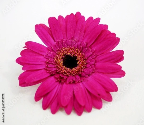 Obraz gerbera