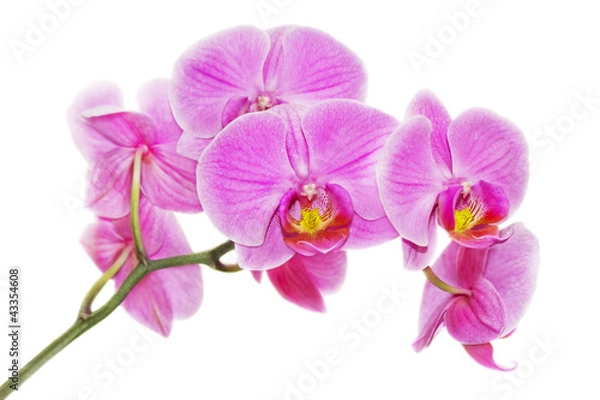 Obraz Pink orchid on a white background