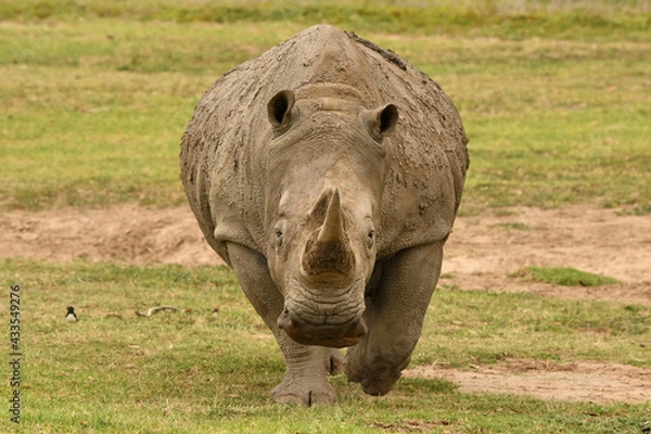 Obraz White Rhinoceros