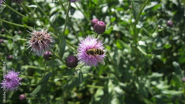 Obraz Bee on a clover flower 