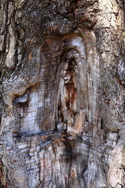 Fototapeta A mark of a branch appearing on a tree trunk
