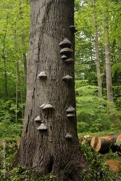 Obraz Polypores on a tree trunk 