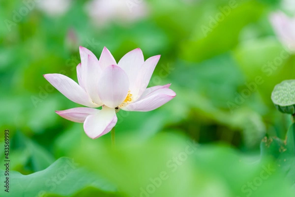 Fototapeta ハスの花