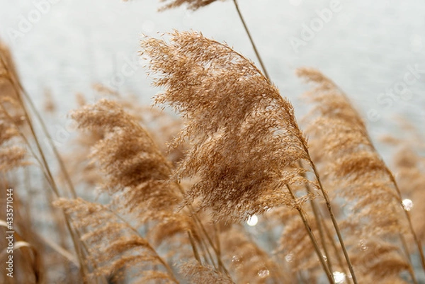 Fototapeta Needles of grass feather grass bent over from the wind.