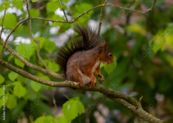 Obraz Dutch red squirrel in a tree eating
 