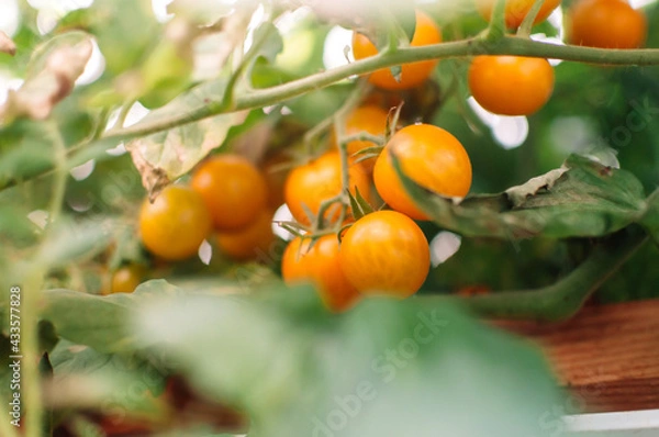 Obraz Lots of yellow cherry tomatoes in the greenhouse. Mini tomatoes. Bunches of tasty and juicy tomatoes in the garden. Photo of growing healthy organic tomatoes in your garden.