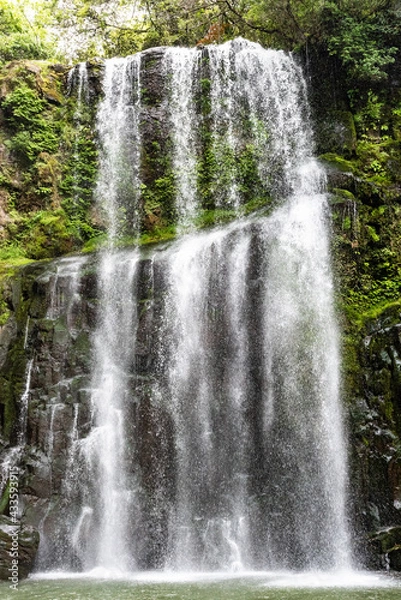 Fototapeta 新緑の桜滝