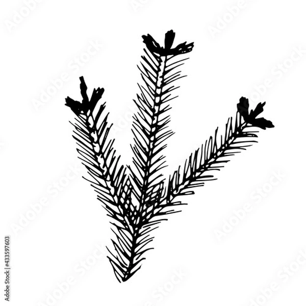 Fototapeta Vector branch. Illustration for postcards and invitations. Drawing for printing. Doodle.
