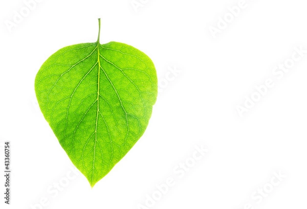 Obraz Na białym tle liść na białym tle