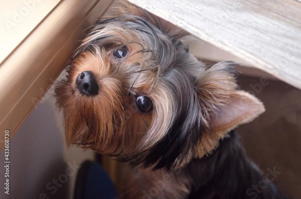 Obraz yorkshire terrier puppy
