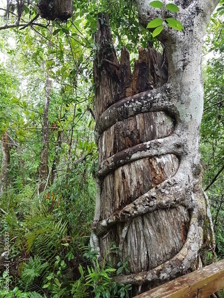 Fototapeta Strangler Fig Tree Encircling a Dead Trunk in a Tropical Rainforest