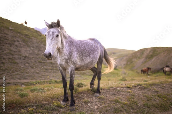 Obraz horse in the field