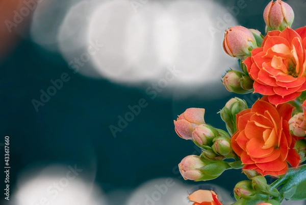 Obraz Close-up of an orange kalanchoes flower on a black and white background.