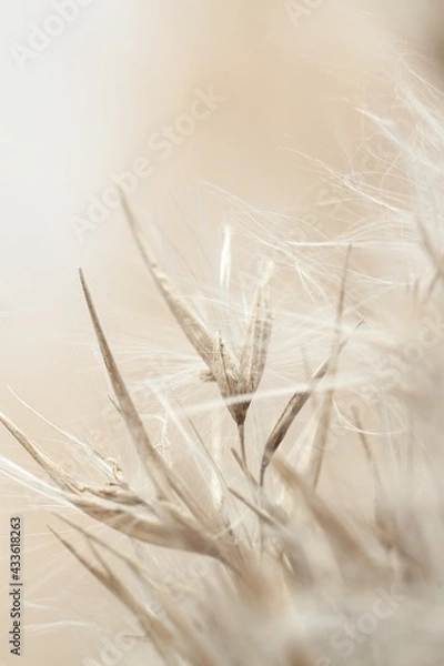 Fototapeta Dry fluffy beige dry fragile rush reed cane buds with blur background macro