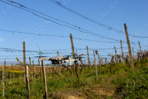 Obraz drone in the vineyard
