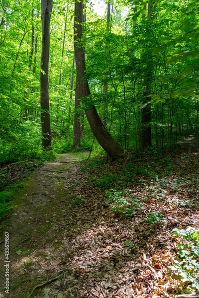 Fototapeta bent growth tree