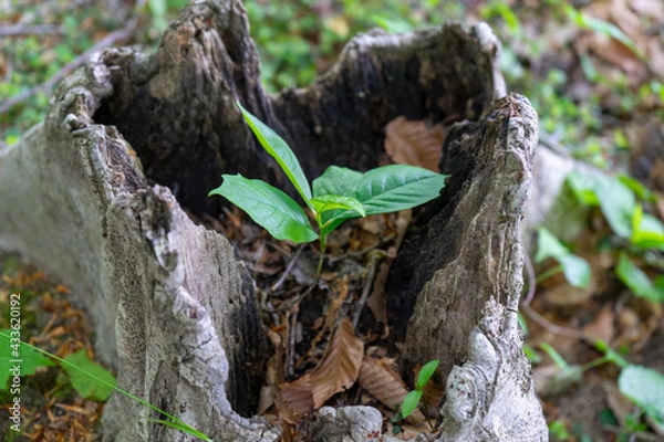 Fototapeta leaf growing in tree chunk