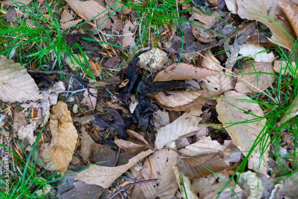 Fototapeta leafs on the ground