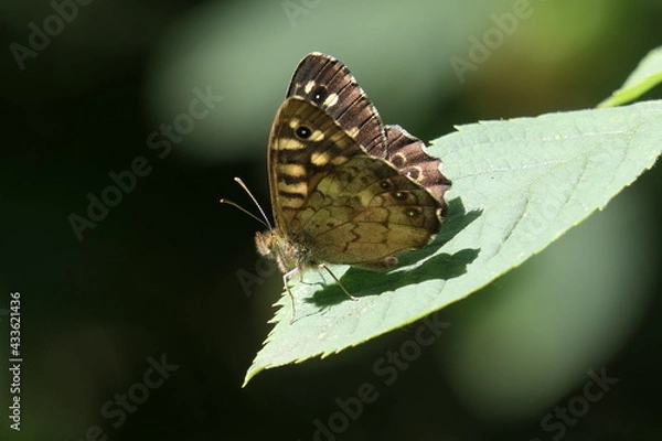 Fototapeta Waldbrettspiel