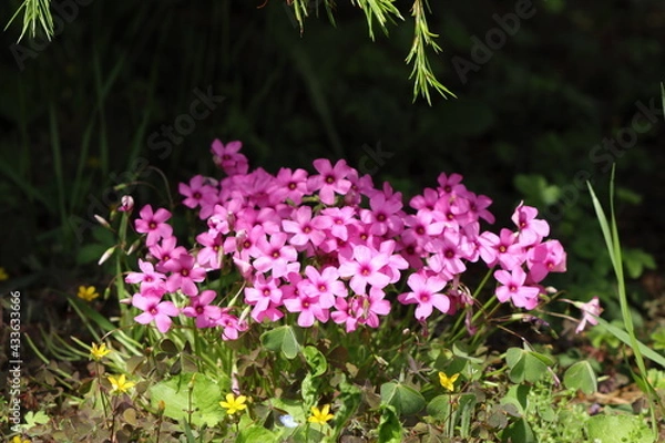 Obraz pink flowers blooming in a spotlight under the pine tree