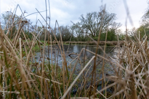 Obraz kleiner Teich im Grünen bei bewölktem himmel mit bäumen im hintergrund