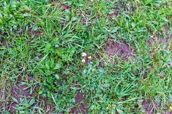 Obraz Wiese mit Blume