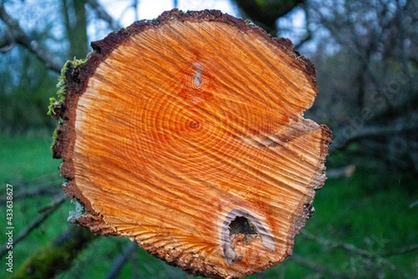 Obraz Baumstamm im Queerschnitt