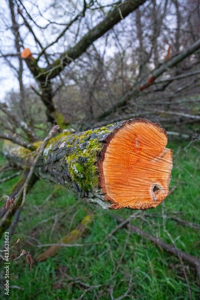 Obraz Baumstamm im Queerschnitt