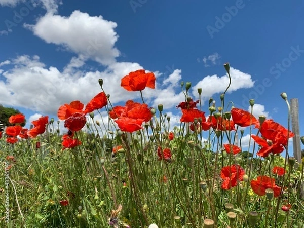 Fototapeta field of poppies