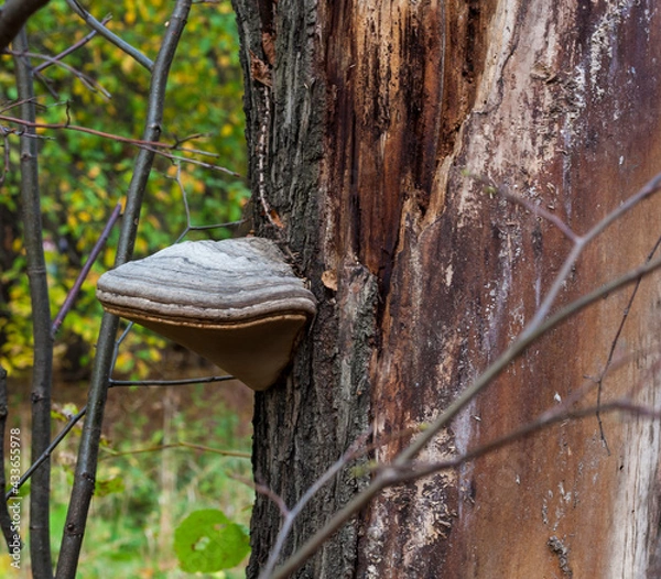 Fototapeta Mushrooms on a tree trunk in the autumn forest
