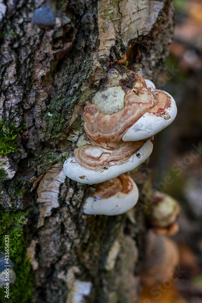 Fototapeta Mushrooms on a tree trunk in the autumn forest