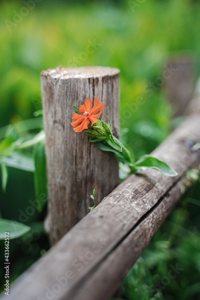 Obraz Small orange flower near a wooden fence. Natural background with the plant Saponária officinális against the blurred green grass. Spring bloom, gardening, horticulture concept.