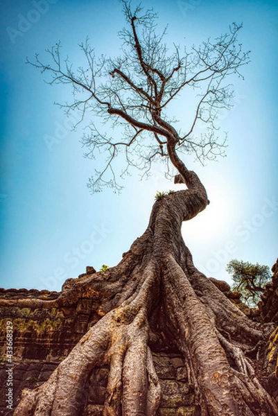 Fototapeta Angkor Wat temple - Ta Prohm