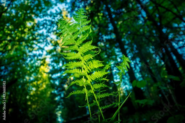 Fototapeta A beautiful fern leaves from below. Fern growing in the forest during summer. Woodlands vegetation in Northern Europe.