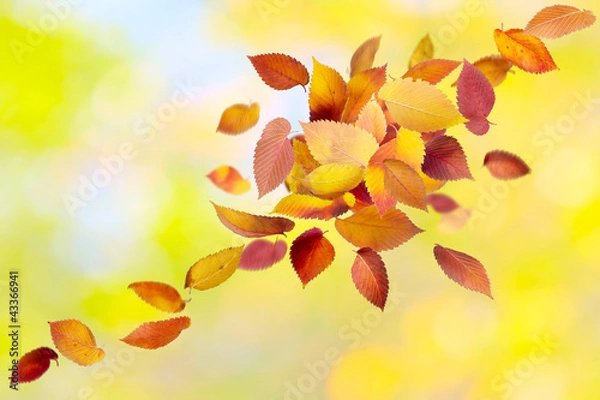 Fototapeta Heap of colorful falling autumn leaves in forest