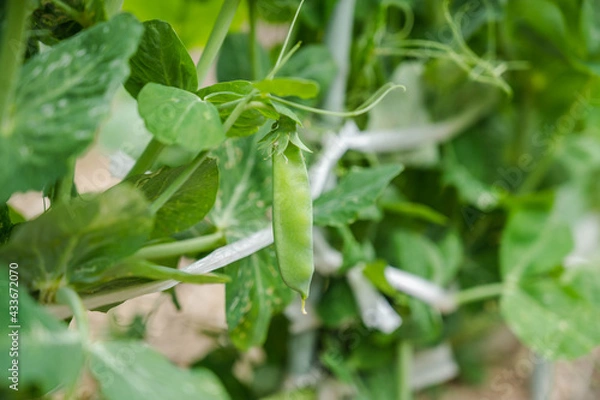 Fototapeta 家庭菜園のえんどう