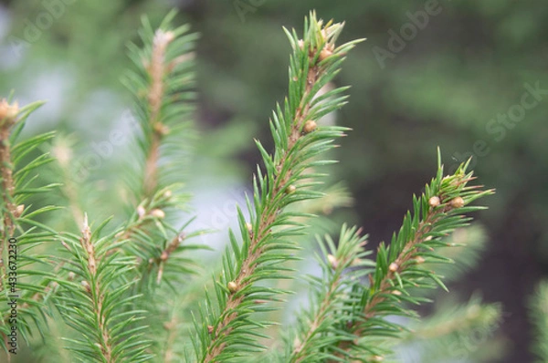 Fototapeta Little fir tree, green spruce, coniferous needle.