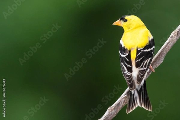 Fototapeta American Goldfinch Perched on a Slender Tree Branch