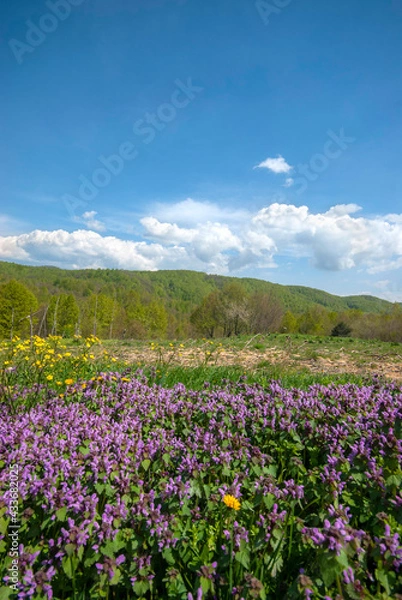 Fototapeta In the spring, flowers bloom in the highlands. Violet Plateau, İzmit Turkey.