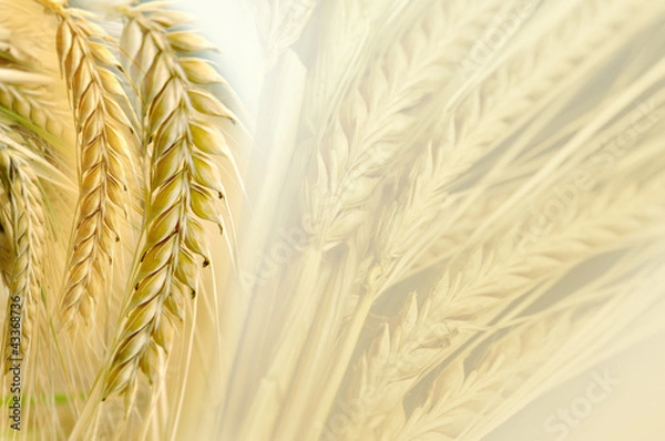 Fototapeta zboże