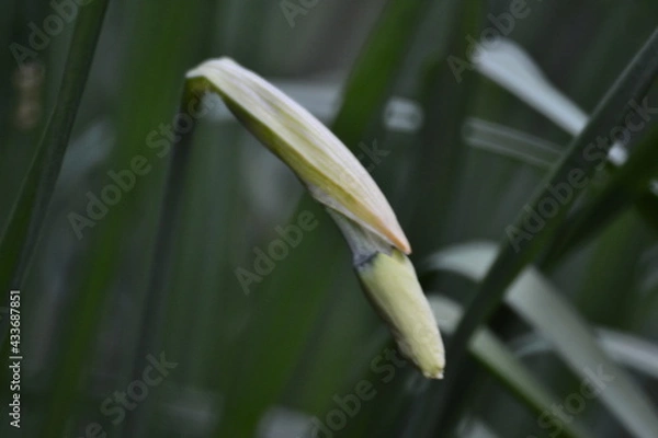 Obraz после затяжной весны жизнь продолжается цветением нарцисса