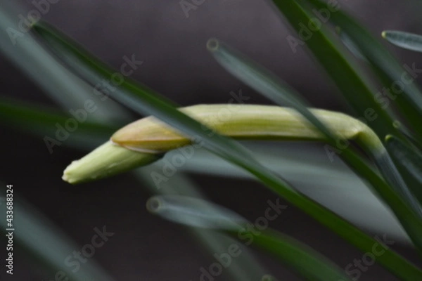 Obraz и нарциссу хочется тепла